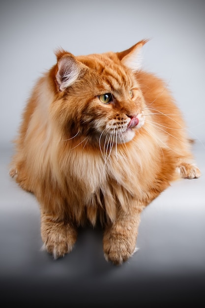 Portret van een maine coon-kat op gekleurde muur