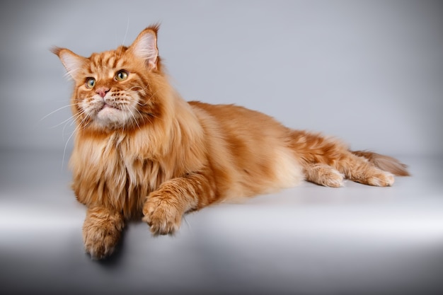 Portret van een Maine Coon-kat op gekleurde muur