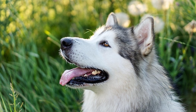 Portret van een malamuthond uit alaska die wegkijkt met open mond met groen gras op de achtergrond