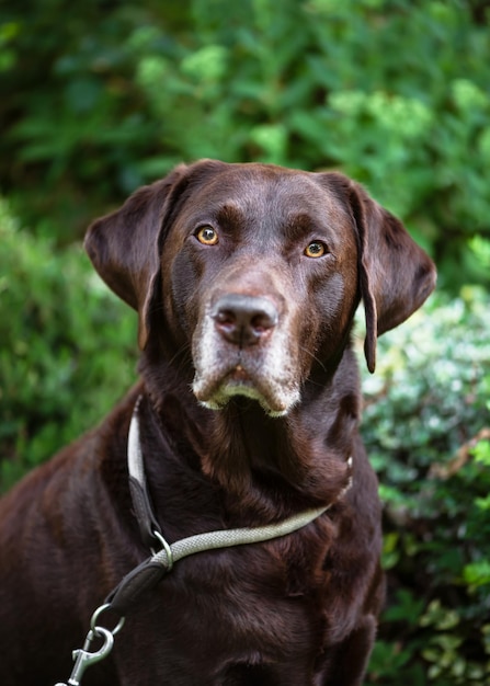 Portret van een mannelijke bruine chocolade labrador retriever met een serieus gezicht in de zomertuin