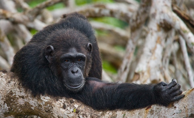 Portret van een mannelijke chimpansee close-up