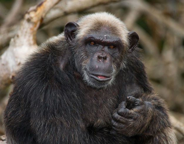 Portret van een mannelijke chimpansee close-up