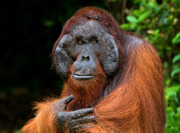 Foto portret van een mannelijke orang-oetan. detailopname. indonesië. het eiland kalimantan (borneo).