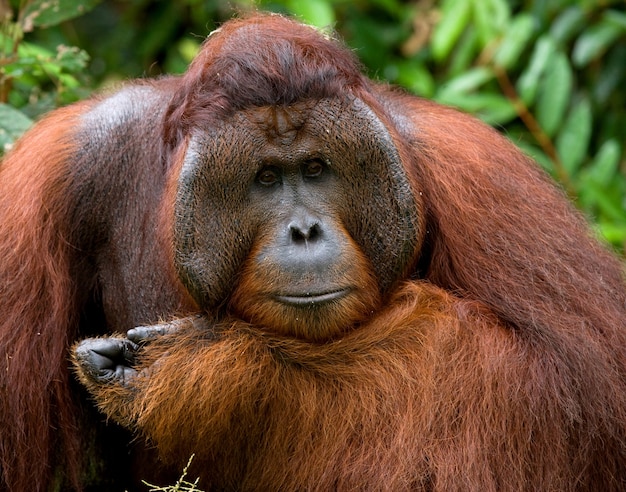 Portret van een mannelijke orang-oetan. Detailopname. Indonesië. Het eiland Kalimantan (Borneo).