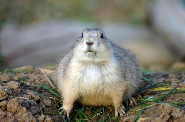 Portret van een marmot op het veld