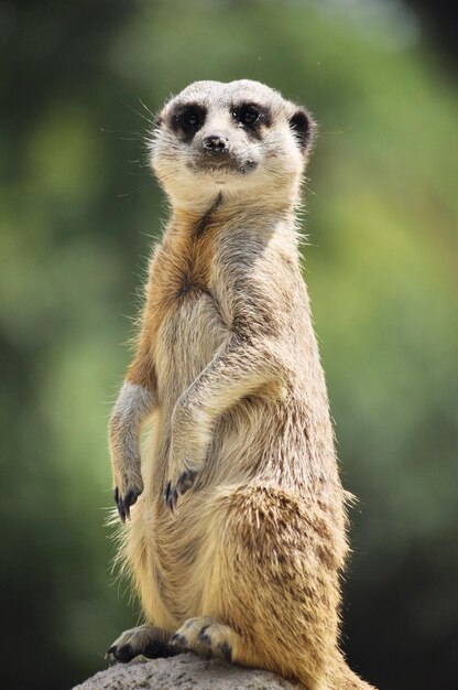 Foto portret van een meerkat die op een rots zit