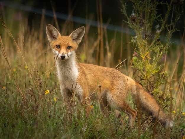 Portret van een meerkat op het veld