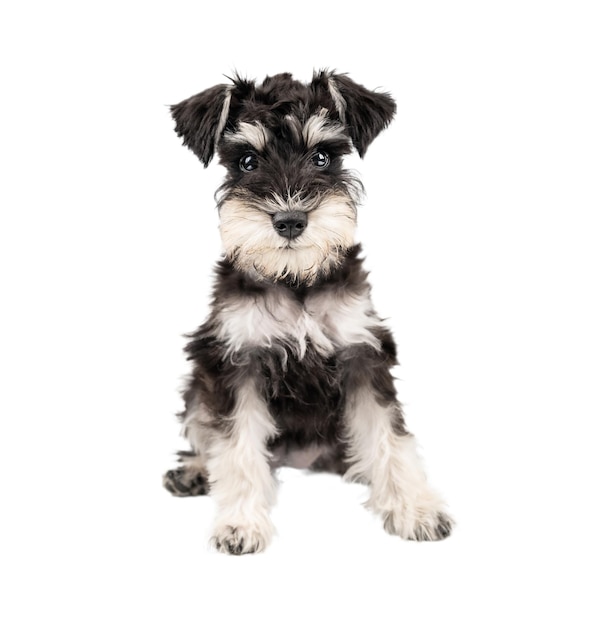 Portret van een miniatuur schnauzer puppy die alleen zit