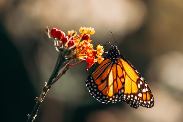 Portret van een monarchvlinder die van opzij op een bloem landt