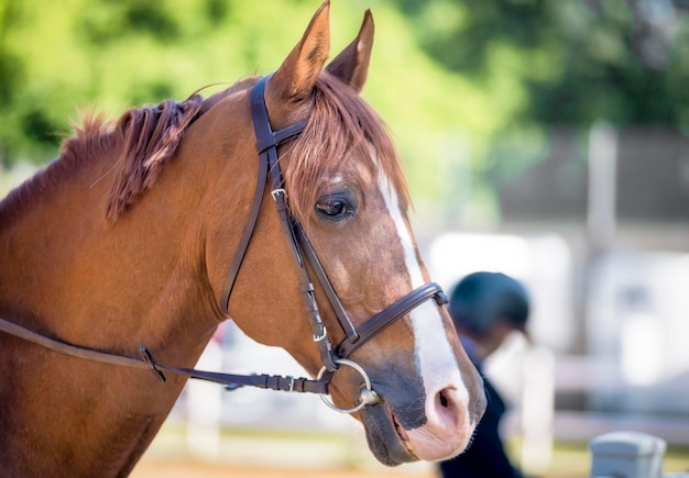 Portret van een mooi bruin paard in een boerderij