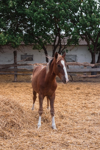 Portret van een mooi bruin paard