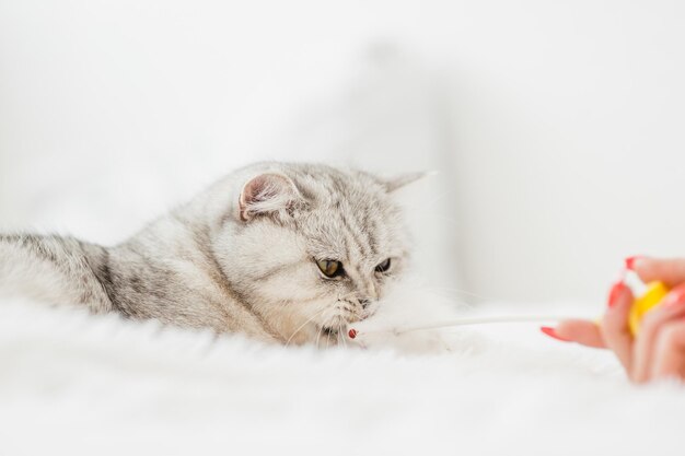 Foto portret van een mooi grappig wit poesje een schotse kat speelt met speelgoed