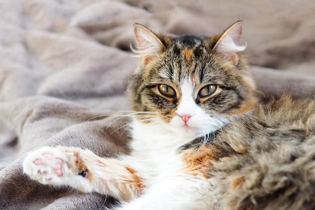 Portret van een mooie driekleurige kat liggend op een pluche deken.