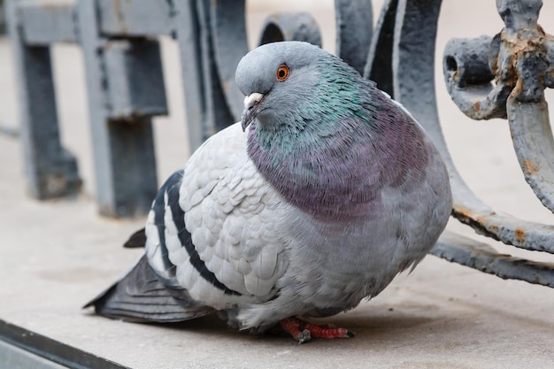 Portret van een mooie duif