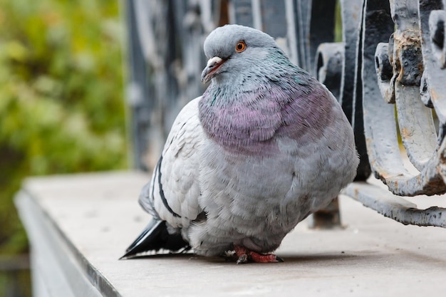 Portret van een mooie duif