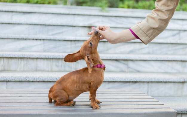 Portret van een mooie getrainde teckelpuppy buitenshuis