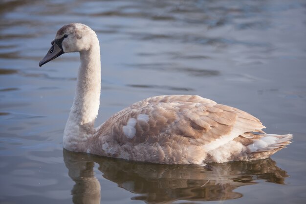 Portret van een mooie grijze zwaan in de natuur