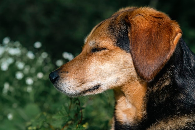 Portret van een mooie hond zonder ras in groen gras