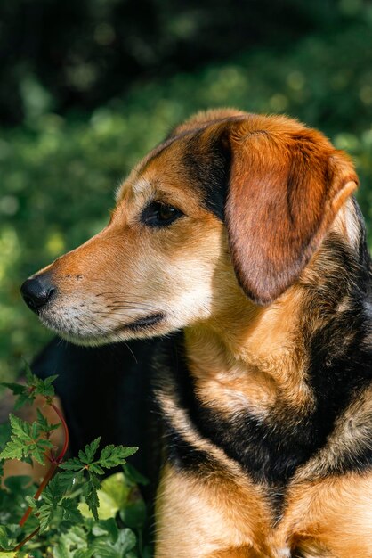 Portret van een mooie hond zonder ras in groen gras