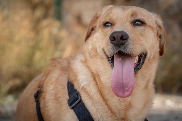 Portret van een mooie hond