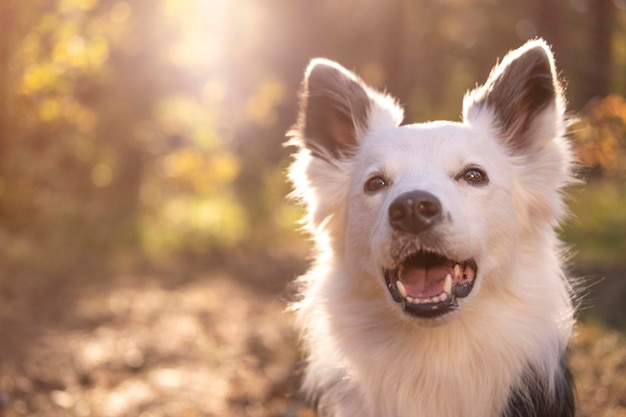 Foto portret van een mooie hond