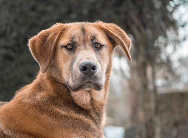 Portret van een mooie hond