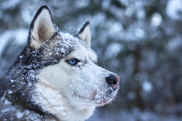 Foto portret van een mooie husky hond in de sneeuw in de winter hond in de sneeuw in de winter