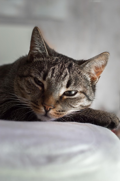 Portret van een mooie kat op een grijze verticale foto als achtergrond