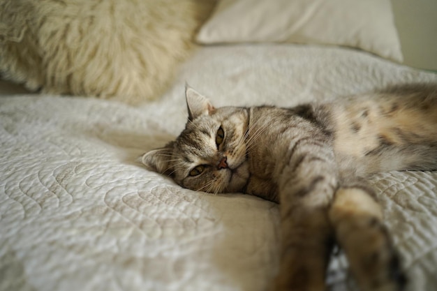 Portret van een mooie kat schattig kattenportret gelukkig huisdier