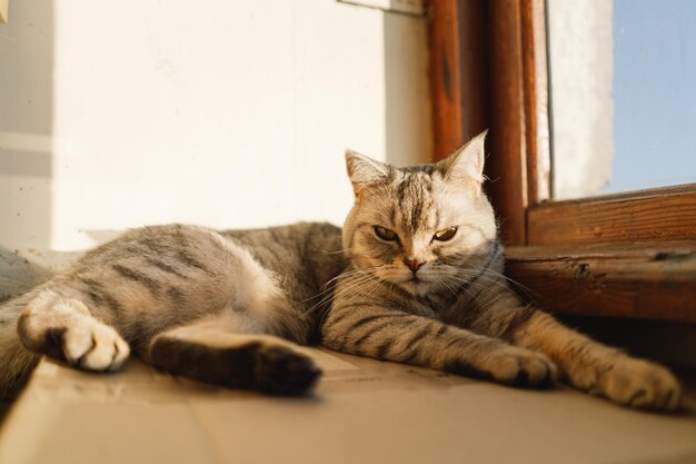 Foto portret van een mooie kat schattige kat portret gelukkig huisdier