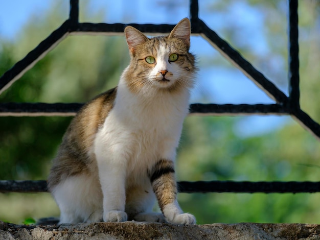 Portret van een mooie kat