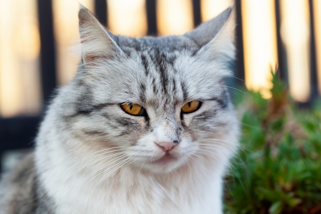 Portret van een mooie langharige kat