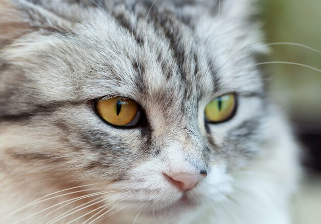 Portret van een mooie langharige kat