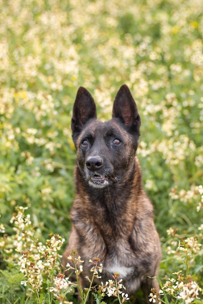 Portret van een mooie Nederlandse herdershond in een veld met bloemen