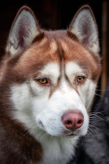 Portret van een mooie rode husky hond Vooraanzicht Siberische husky honden close-up