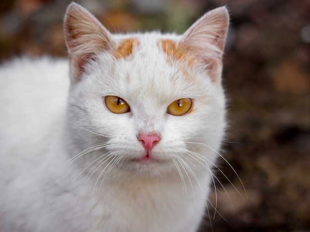 Portret van een mooie witte kat met oranje ogen tijdens het wandelen