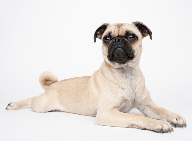 Portret van een mops die tegen een witte achtergrond ligt