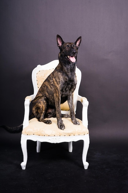 Foto portret van een nederlandse herder in een studio op een donkergele rode achtergrond