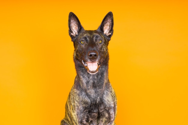 Foto portret van een nederlandse herder in een studio op een donkergele rode achtergrond