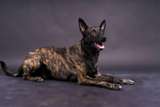 Foto portret van een nederlandse herder in een studio op een donkergele rode achtergrond