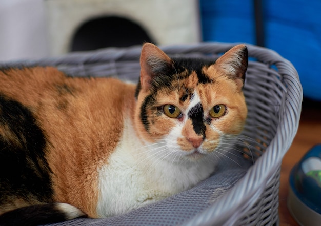 Portret van een nieuwsgierige lapjeskat die op een huisdierenbed rust