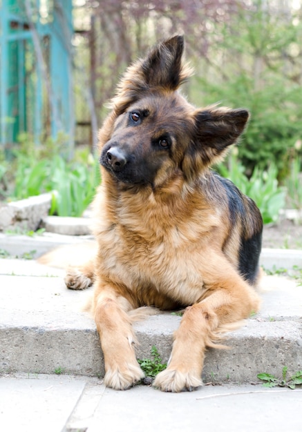Portret van een nieuwsgierige rasechte hond van de Duitse herdershond die op een werf legt