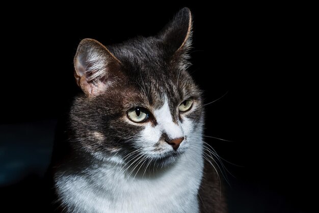 Portret van een nobele kat op een zwarte achtergrond Goed onderhouden huisdier Blanco voor de ontwerper