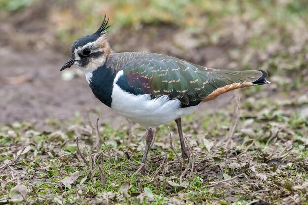 Foto portret van een noordelijke lapwing