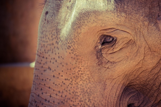 Portret van een olifant Close-up van een olifant