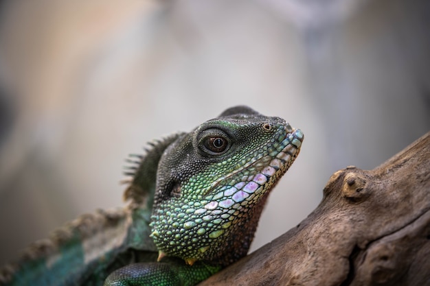 Portret van een ongelooflijk mooie kleurrijke agama