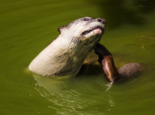 Portret van een otter