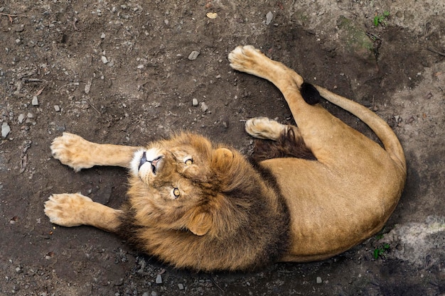 Foto portret van een oude bange leeuw van een beroemde masai mara-trots