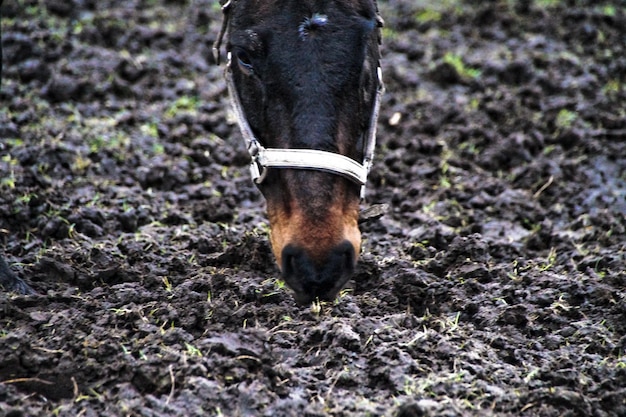 Foto portret van een paard dat op het veld staat