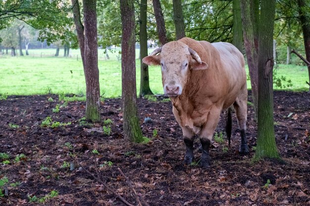 Foto portret van een paard dat op het veld staat